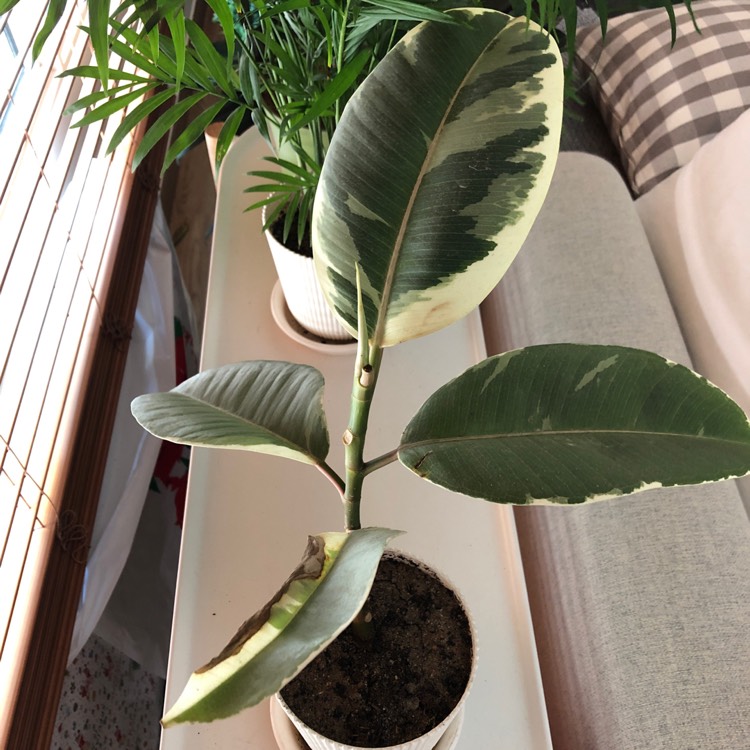 Ficus elastica 'Variegata', Rubber Tree 'Variegata' - uploaded by ...