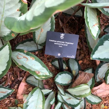 Calathea picturata 'Argentea' syn. Goeppertia picturata 'Argentea'