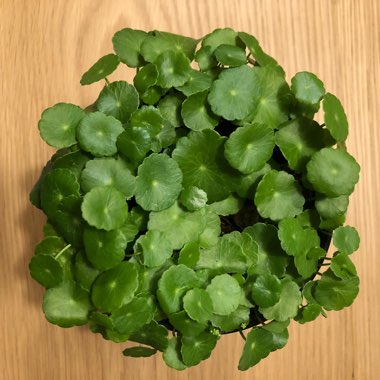 Centella asiatica