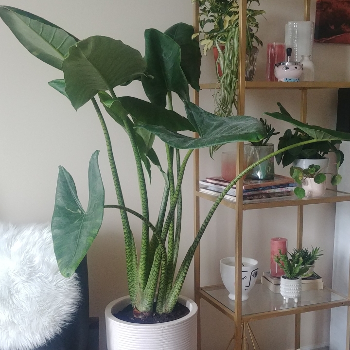 Plant image Alocasia Zebrina