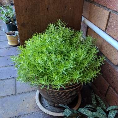 Sedum Rupestre Angelina