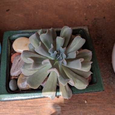 Echeveria Runyonii var. Topsy Turvy