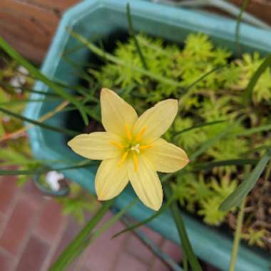 Zephyranthes citrina