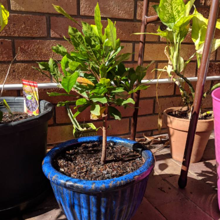 Plant image Synsepalum dulcificum