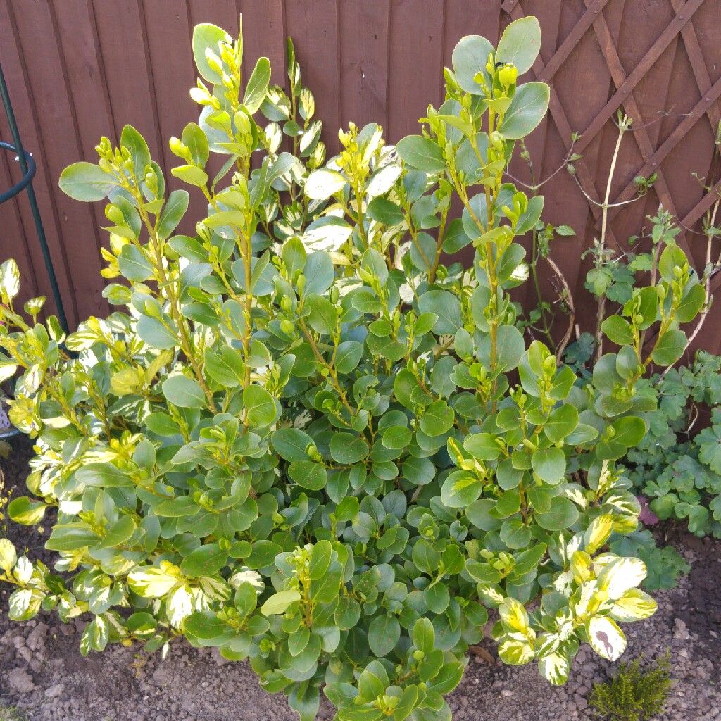 Plant image Griselinia littoralis