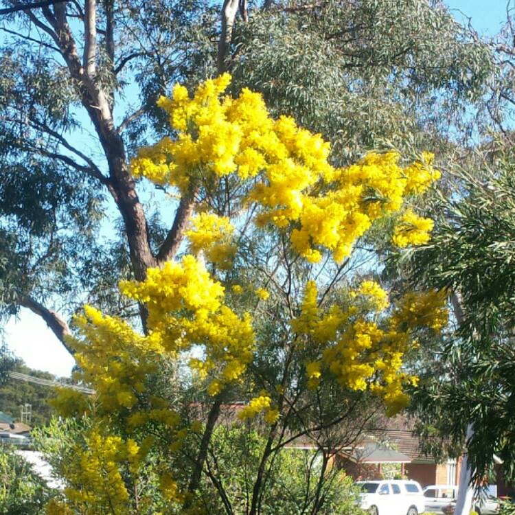 Plant image Acacia pycnantha