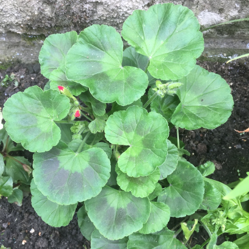 Plant image Pelargonium 'Duebezre' (Big EEZE Series) syn. Pelargonium 'Big EEZE Red'