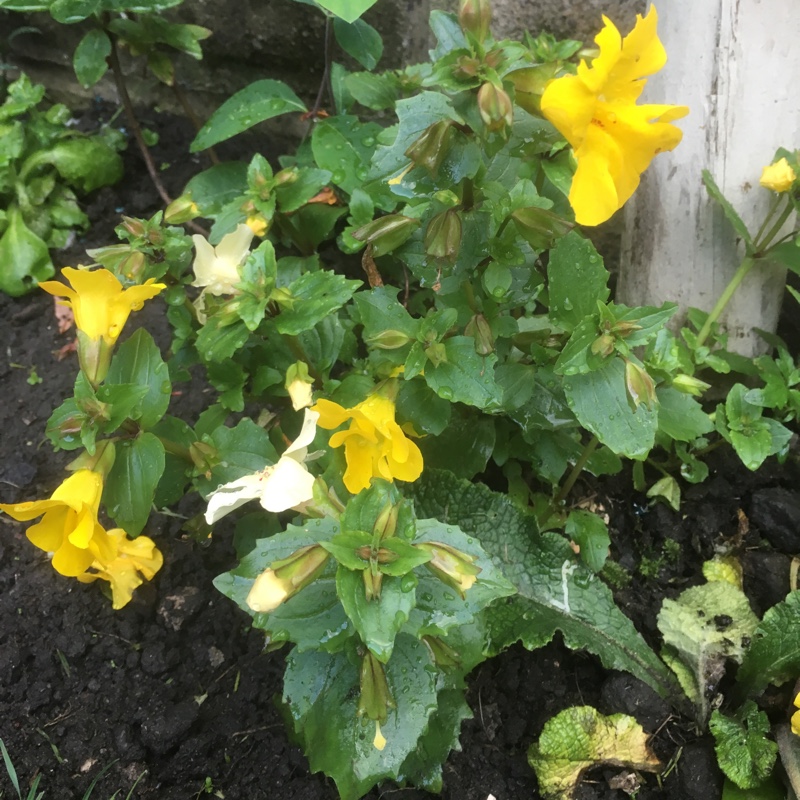 Plant image Mimulus moschatus