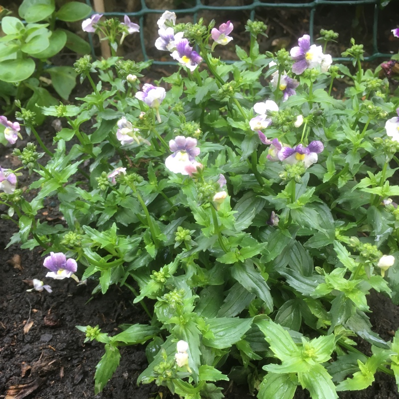 Plant image Nemesia 'Berries And Cream'