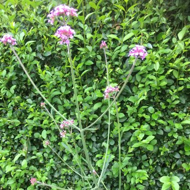 Verbena bonariensis