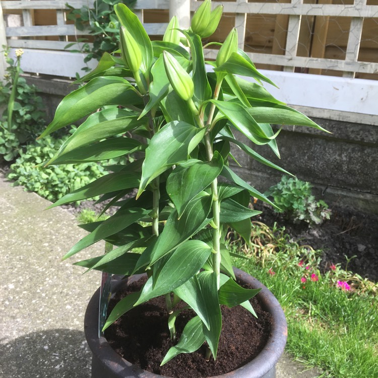 Plant image Lilium 'Starlight Express'