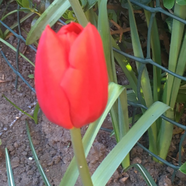 Plant image Tulipa 'Seadov'