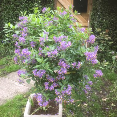 Blue potato bush 'Charles Pink Star'