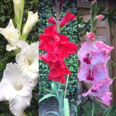 Gladioli