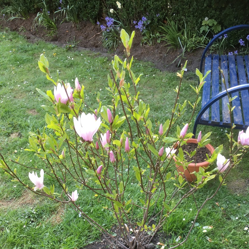 Plant image Magnolia liliiflora x stellata