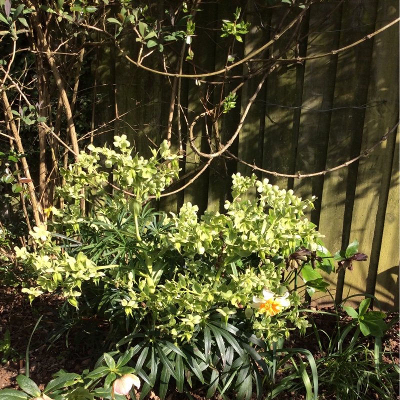 Hellebore (Species) Stinking Hellebore