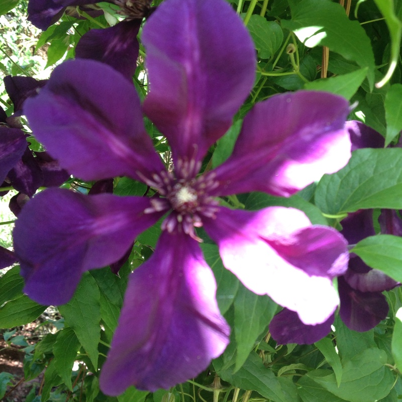 Clematis 'The President'