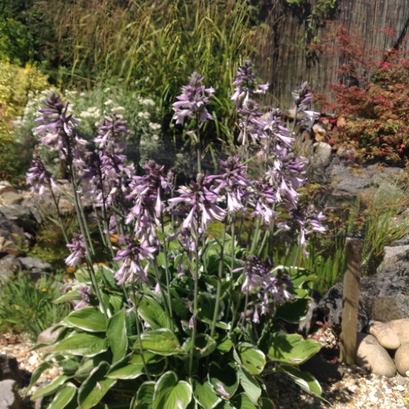 Plantain Lily 'Antioch'