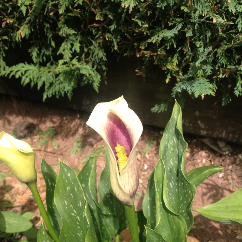 Calla Lily