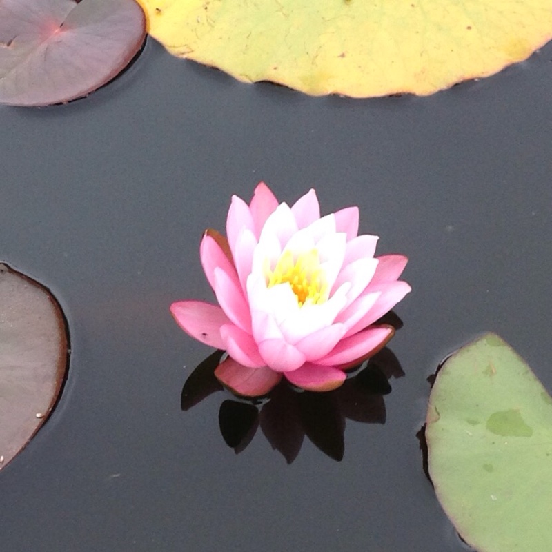 Water Lily