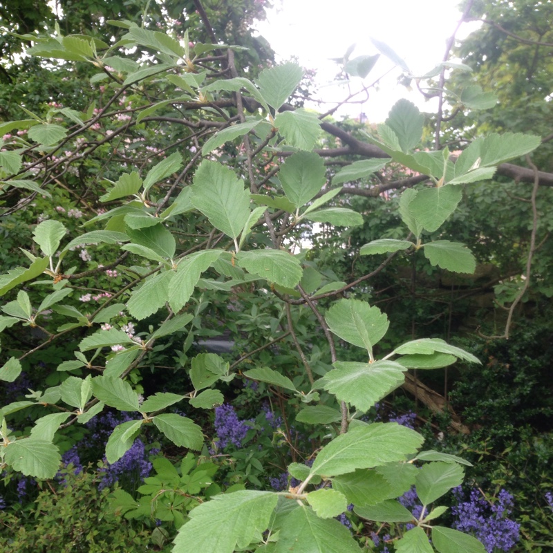 Plant image Sorbus aria