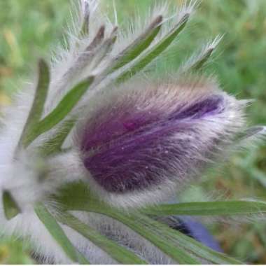 Pasqueflower