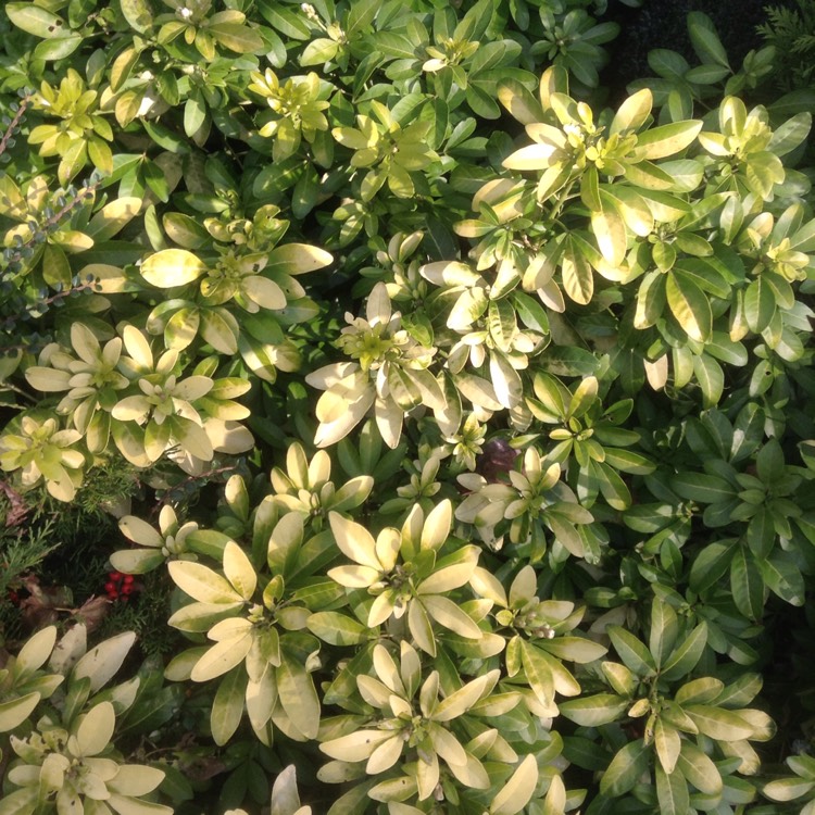 plant image 1198709