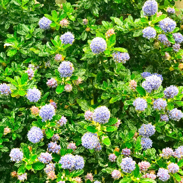 Plant image Ceanothus 'Blue Mound'