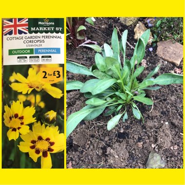 Coreopsis lanceolata 'Sterntaler'