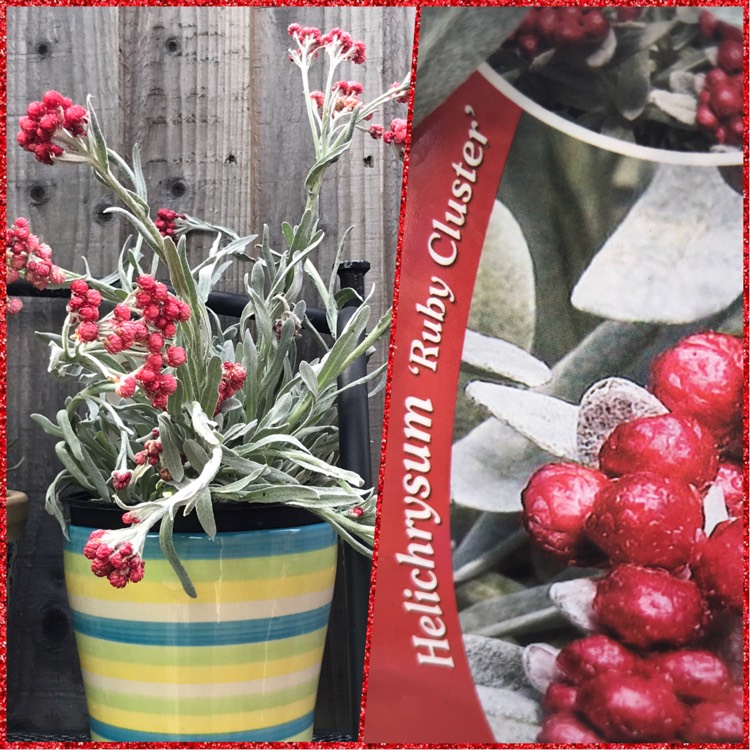 Plant image Helichrysum 'Ruby Cluster'