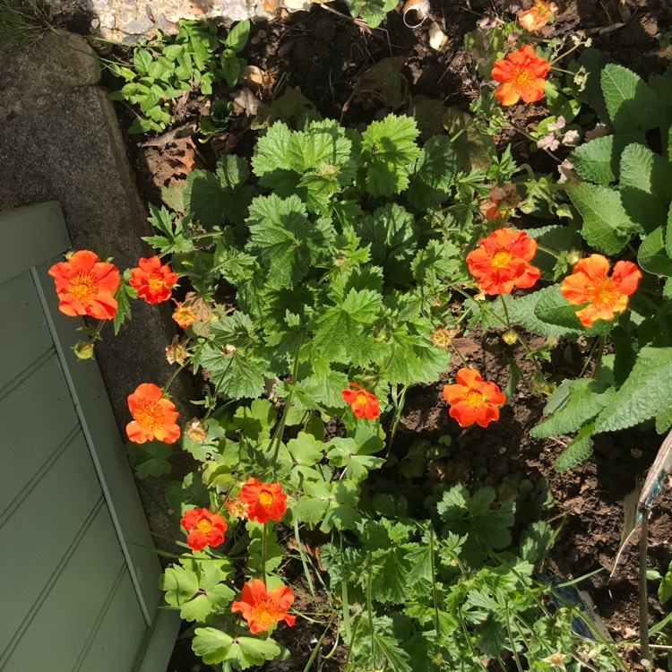 Plant image Geum borisii