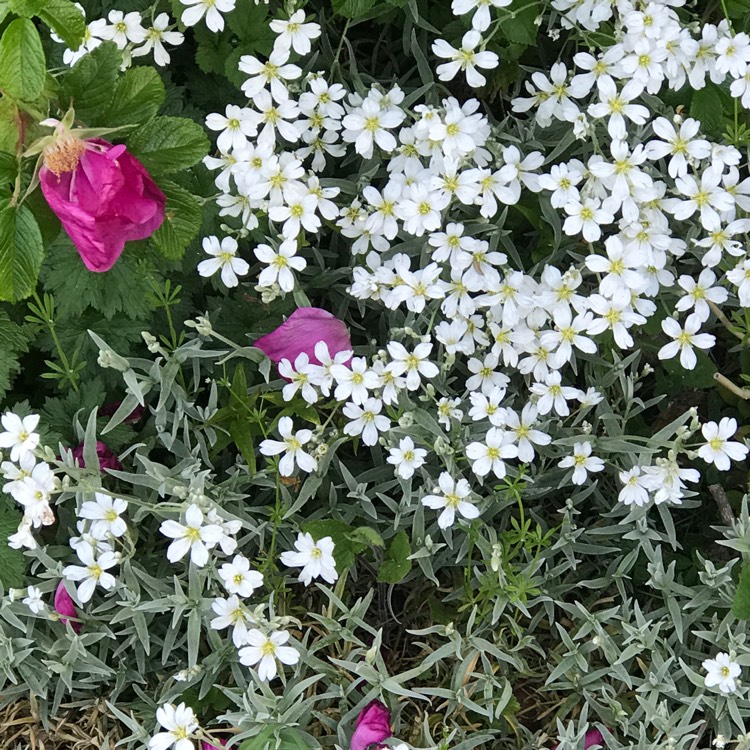 Plant image Cerastium tomentosum