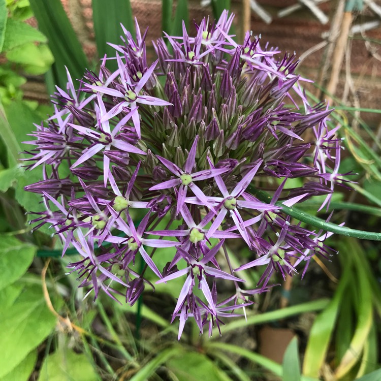 plant image 1058493