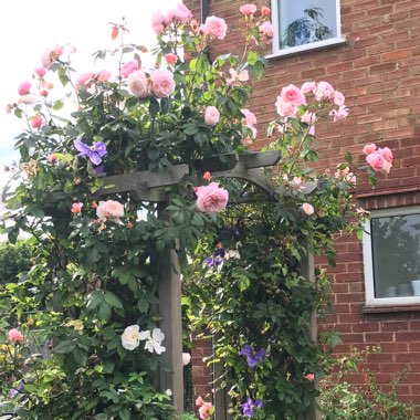 Rosa 'Ausled' syn. Rosa 'A Shropshire Lad'