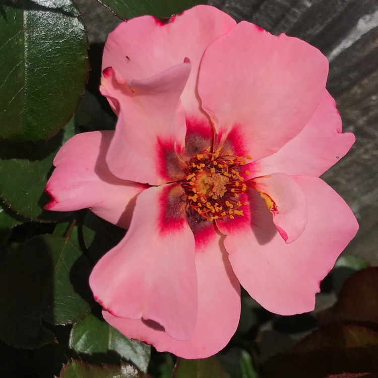 Plant image Rosa 'Alissar Princess Of Phoenicia'