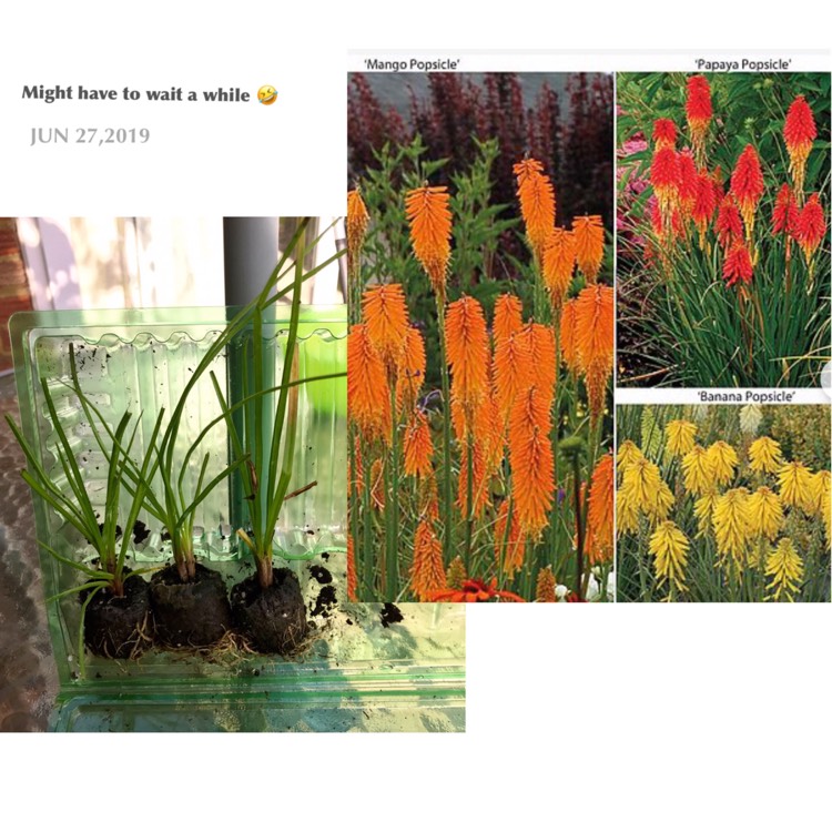 Plant image Kniphofia 'Mango Popsicle' (Popsicle Series)