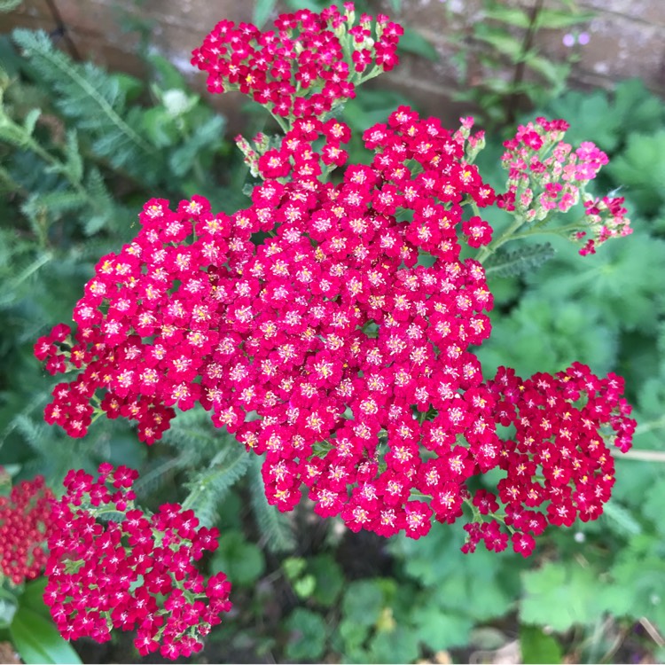 Plant image Achillea millefolium 'Flowerburst Red Shades' F2 (Mix)