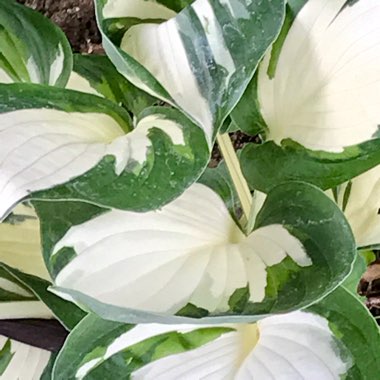 Hosta undulata var. univittata