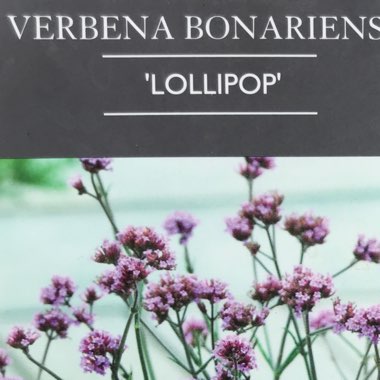 Verbena bonariensis 'Lollipop'