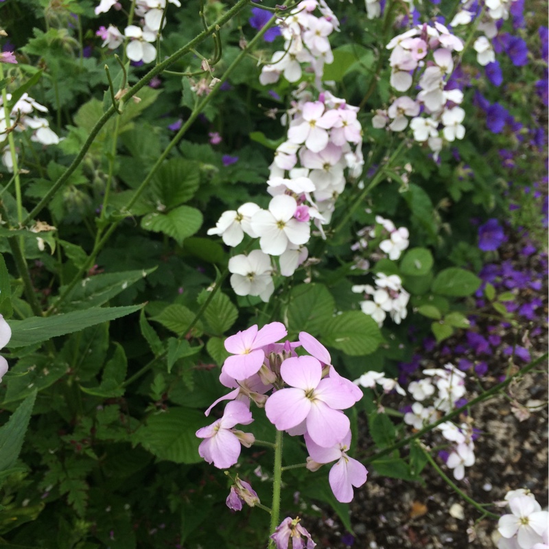 Hesperis Matronalis 'Alba'