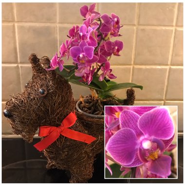 Phalaenopsis