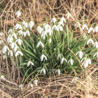 Galanthus nivalis