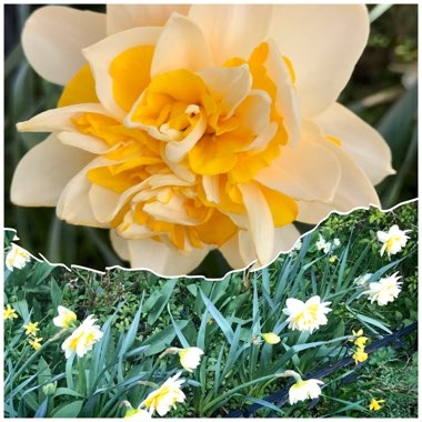 Narcissus 'Peach Cobbler'