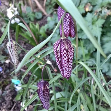 Fritillaria meleagris