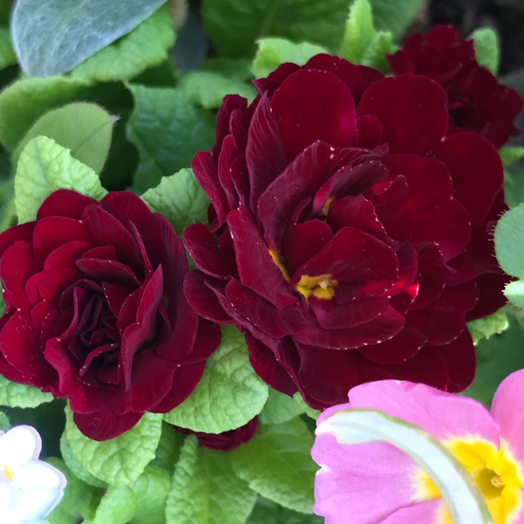 Plant image Primula belerina 'Valentine'