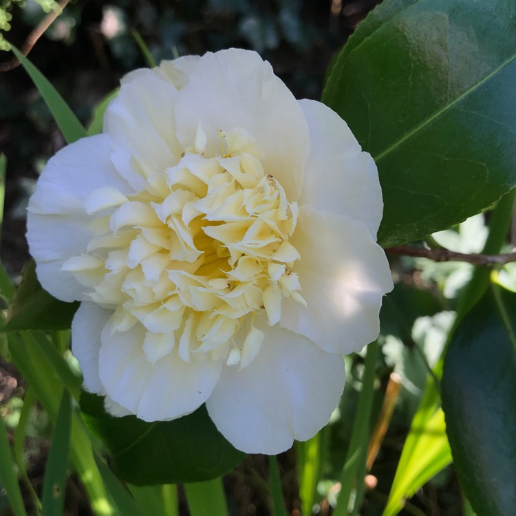 plant image 1261427