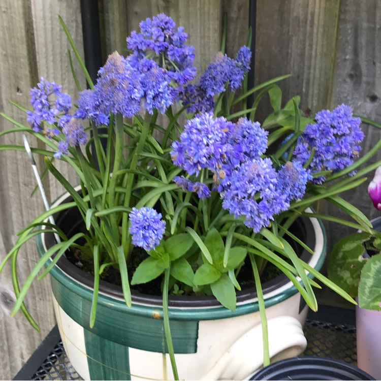 Plant image Muscari armeniacum 'Blue Spike'