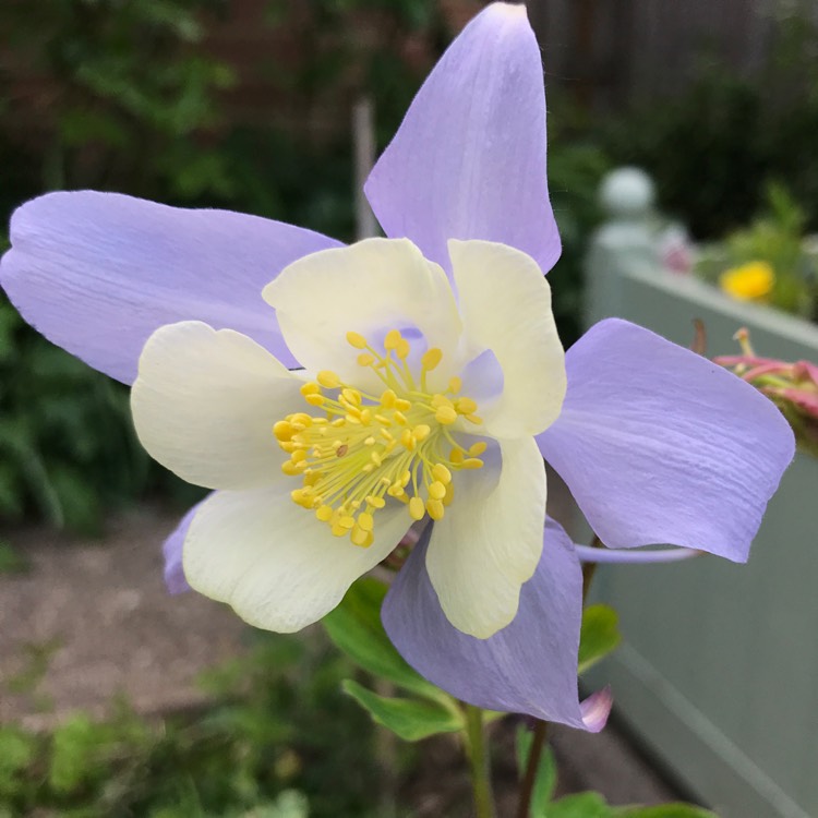 Plant image Aquilegia 'Swan Mixed'