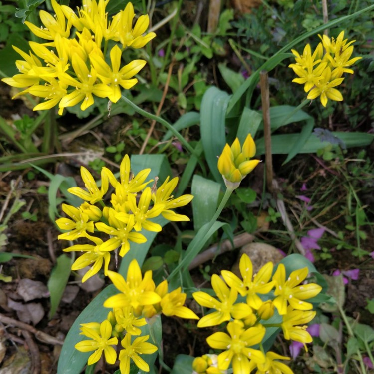 Plant image Allium moly