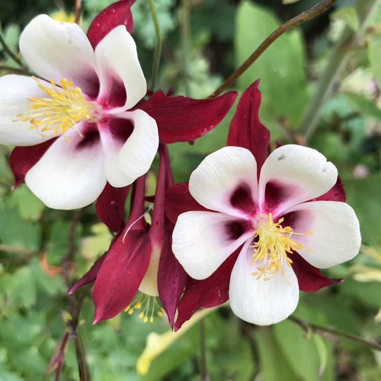 Plant image Aquilegia hybrida 'Crimson Star'